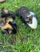 2 Meerschweinchen Böckchen unkastriert in 01998