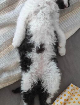 Besonderes Kätzchen – eine Mischung aus Devon Rex und Haus Kater – sucht ein liebevolles Zuhause. - Mönchengladbach