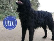 Oreo ein unglaublich loyaler Hund - Mannheim