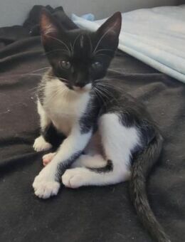 Tom aus dem Tierschutz - Grevenbroich