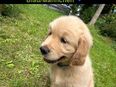 Golden Retriever Welpen mit Papieren in 87437