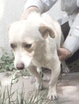 Lugi 35 cm (Pflegestelle) - Alpenrod