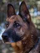 Mia ist liebevoll, freundlich, und klug❤️ in 22527