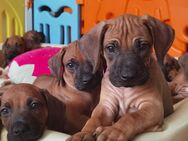 Bildhübsche Rhodesian Ridgebeck Welpen mit Papiren ab Miete August zu abgeben - Hamburg