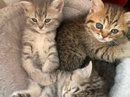 BKH Kitten - Burglengenfeld