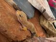Leopardgeckos mit Terrarium und Zubehör in 72511