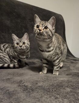 BKH-Tortie Bagira mit Stammbuch und Impfpass - Iserlohn