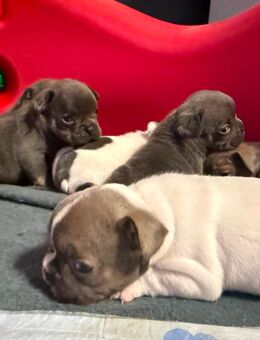 6 wunderschöne Französische Bulldoggen Welpen - Scheuerfeld