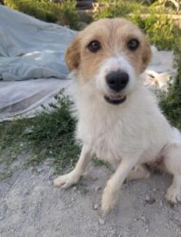 Roxy - sucht ihr Glück - Rambin