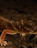 0.1 Nephrurus Levis Levis CB 2020 in 63674