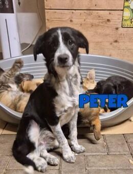Peter sucht seine Familie ♥️ - Neuberg