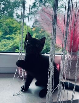 Bkh mix Weibchen zu verkaufen - Marburg