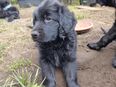 Bernersennhund/ Labrador/ Flatcoated Retriver Welpe in 14471