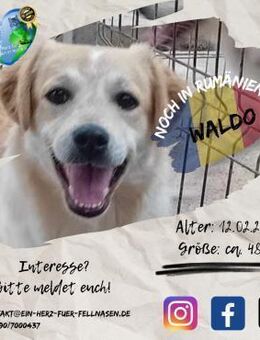 WALDO-möchte der -perfekte- Hund werden - Waakirchen