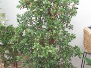 Crassula ovata Geldbaum Pfennigbaum, Affenbrotbaum - Germering