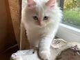 Reinrassige Ragdoll Kitten suchen liebevolles Zuhause in 19395
