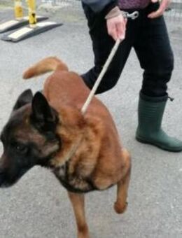 Malinois-Mix SPOCK sucht Zuhause - München