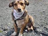 WILLI ist ein Traumhund - Hof