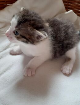 Süßes Katerchen such ein liebevolles Zuhause - Großpostwitz (Oberlausitz)