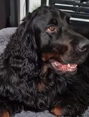 Gordon Setter Deckrüde (Kein Verkauf! ) in 76437