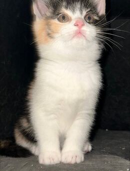 Mix Katze - Bad Oeynhausen Zentrum