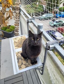 Lackfellchen Nia sucht ihre Familie - Margetshöchheim