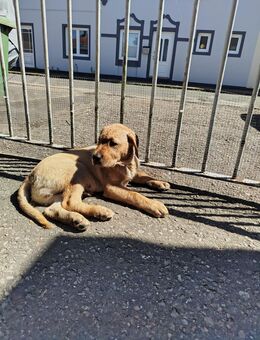 Labrador Welpen - Marne