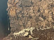 pterinochilus murinus rcf - Schüttorf