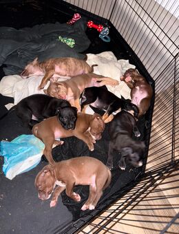 Bulldoggen Mischlinge - Gelsenkirchen