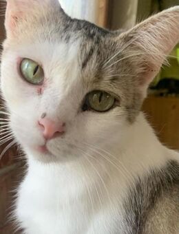 Leia Prinzessin - Süderbrarup