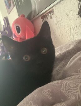 Süße kleine BKH Katze - Dortmund Aplerbeck