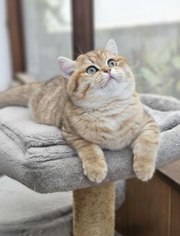 BKH Junge Suki - Kamen