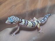 Leopardgecko Männchen 2 - Rühen