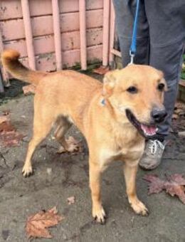 Xander noch verspielt - Neustadt (Rübenberge)