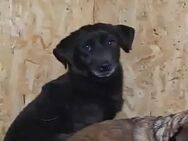 Lyra * reserviert * - Bonndorf (Schwarzwald)