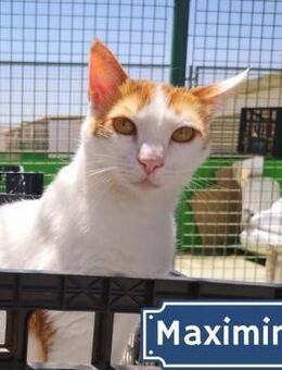 Kater Maximino - als Einzelkatze - Bochum