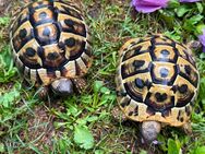 Dalmatinischer Landschildkröte - Ludwigshafen (Rhein)