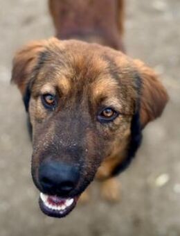 Verschmuster, lieber Peter - Kallmünz