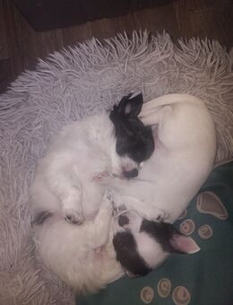 Sonnenscheine auf 4 pfoten suchen ein zuhause - Wuppertal