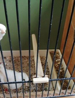 Kanarienvögel - Ludwigshafen (Rhein)