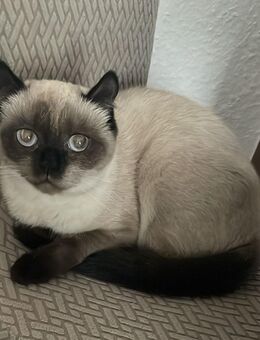 American curl Katzen - Radevormwald (Stadt auf der Höhe)