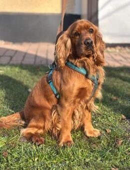 Rohdiamant Chuck sucht seinen Menschen - Quedlinburg