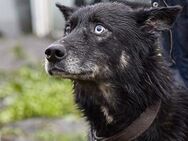 Leif ❤️toller Kerl sucht Zuhause - Rott (Inn)