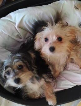 FRIEDA - laß mich in deine Arme kommen - Overath