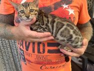 Bengal Kitten Mädchen 14 Wochen Reinrassig - Dortmund