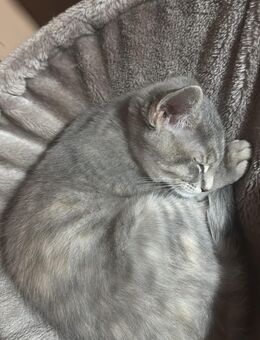 Maine Coon Mix Kitten abgabebereit - Freirachdorf