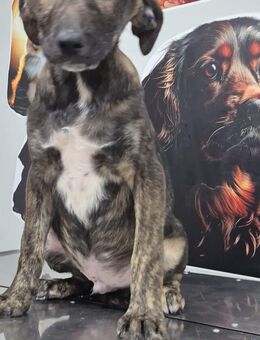 Hübscher, freundlicher Bub sucht Dich - Bissingen