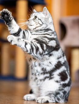 BKH Deckkater mit Erfahrungen,.farben Black-silber-classik -tabby - Kaiserslautern