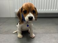 Mini Beagle Sucht ihr Zuhause - Gelsenkirchen