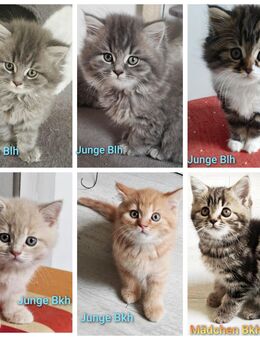 BKH/BLH Kitten - Wuppertal